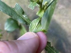 Calycomyza promissa
