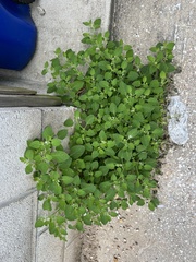 Solanum sarrachoides