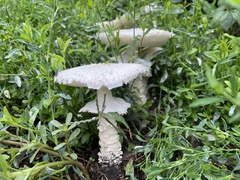 Lepiota clypeolaria
