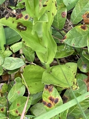 Habenaria quinqueseta