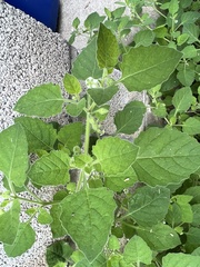 Solanum sarrachoides