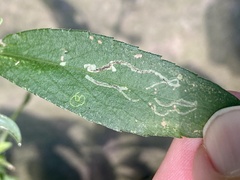 Ophiomyia asterovora