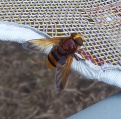 Volucella zonaria