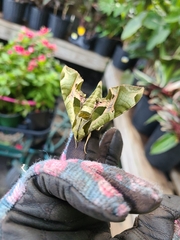 Eumorpha pandorus