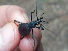 Scaphinotus angusticollis