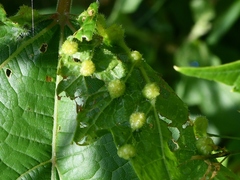 Daktulosphaira vitifoliae