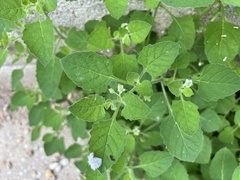 Solanum sarrachoides