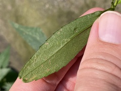 Ophiomyia asterovora