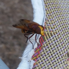 Volucella zonaria