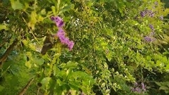 Aguna asander asander