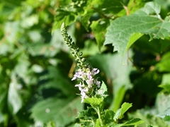 Teucrium canadense