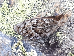 Erebia montanus