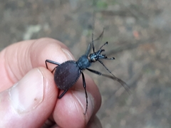 Scaphinotus angusticollis