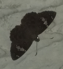 Pyrginae