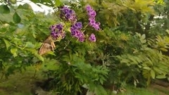 Aguna asander asander