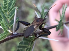 Mozena lunata