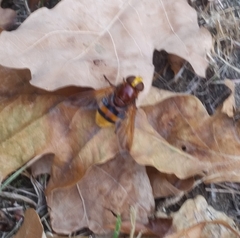 Volucella zonaria