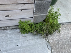 Solanum sarrachoides