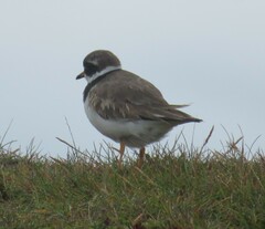Charadrius hiaticula