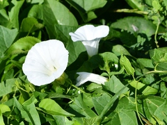 Calystegia sepium