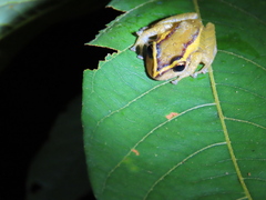 Pristimantis laticlavius
