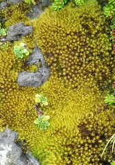 Tortella squarrosa