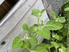 Solanum sarrachoides