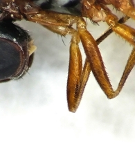 Nemopoda