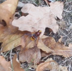 Volucella zonaria