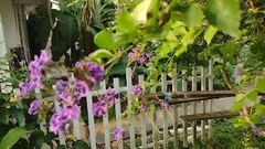 Aguna asander asander