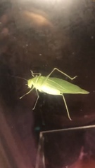 Microcentrum retinerve