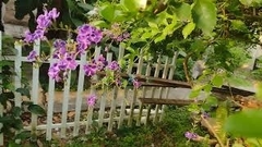 Aguna asander asander