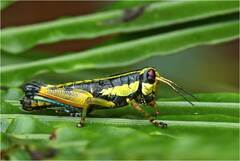 Tonkinacris decoratus