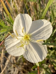 Oenothera pallida