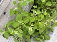 Solanum sarrachoides