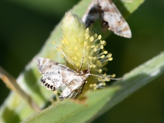 Petrophila fulicalis