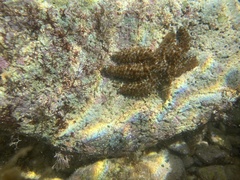 Coscinasterias tenuispina