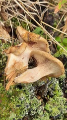Paxillus involutus