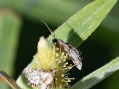 Petrophila fulicalis