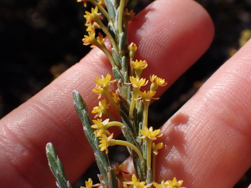 Image of Struthiola eckloniana by (c) Ren Hoekstra, some rights reserved (CC BY)