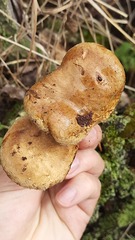 Paxillus involutus