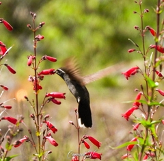 Lampornis clemenciae