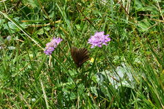 Erebia