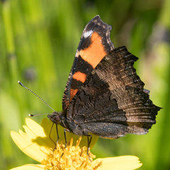 Aglais milberti