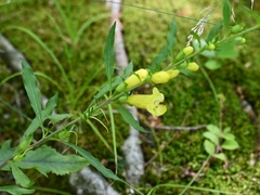 Aureolaria virginica