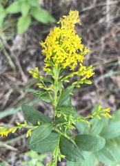 Solidago ulmifolia
