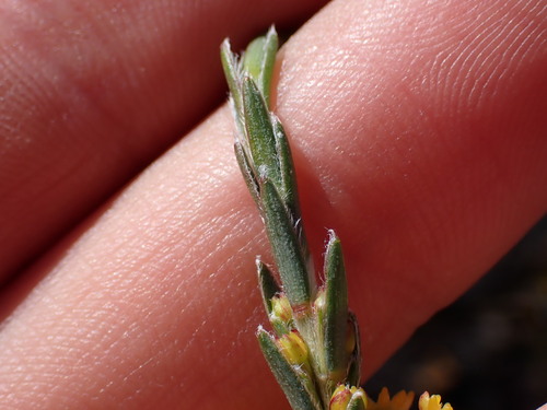 Image of Struthiola eckloniana by (c) Ren Hoekstra, some rights reserved (CC BY)