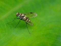 Chrysopilus