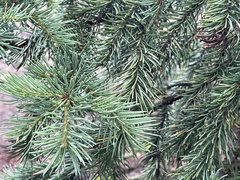 Picea engelmannii
