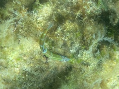 Thalassoma pavo